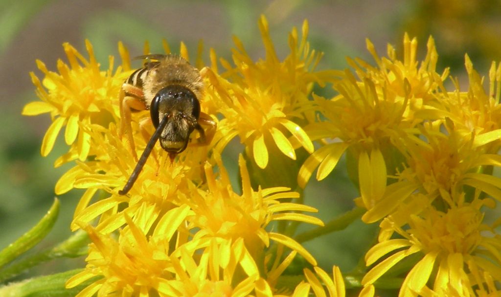 Faccia da Halictus